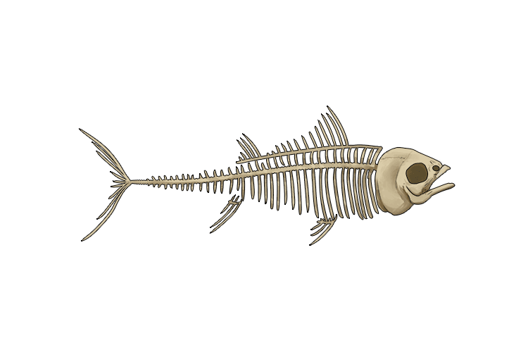 Bony fish are the largest and most diverse group of vertebrates